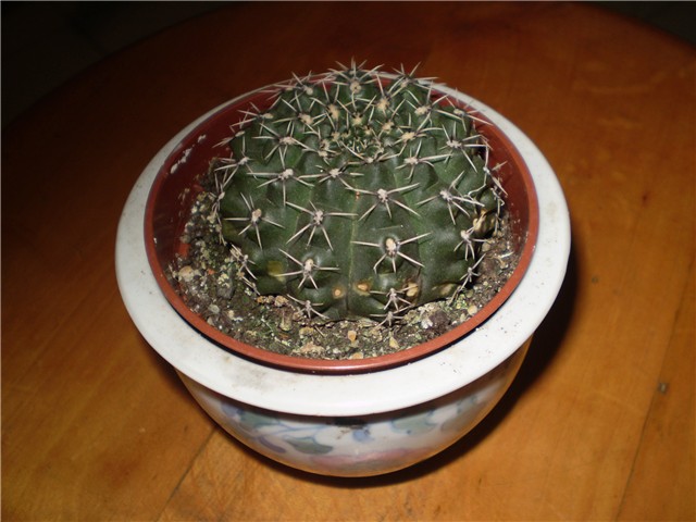kaktus